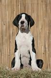 DOGUE ALLEMAND 635